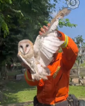 Evakuasi burung hantu dengan layang-layang oleh Damkar Cianjur. (Instagram @damkarkabcianjur)